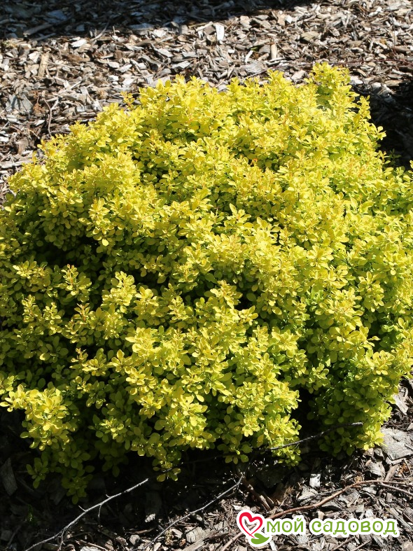 Барбарис тунберга "Голдалита"