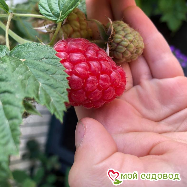 Малина Глен ампл ЗКС