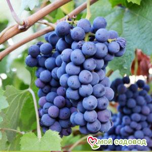 Виноград плодовый Вэлиант
