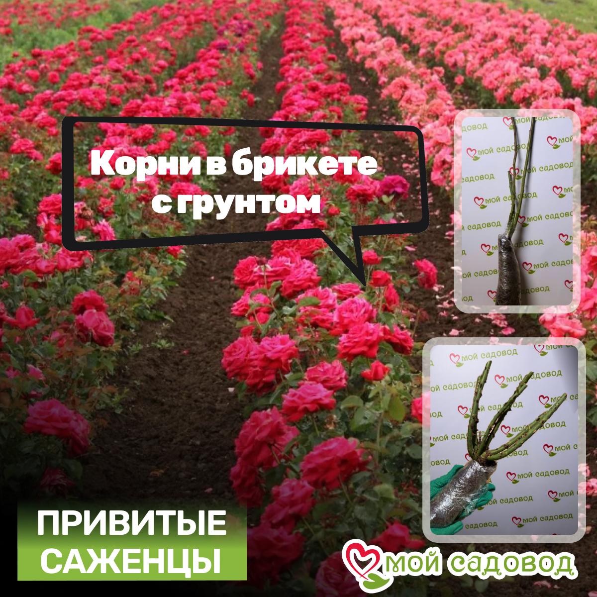 Роза Томас Бакет