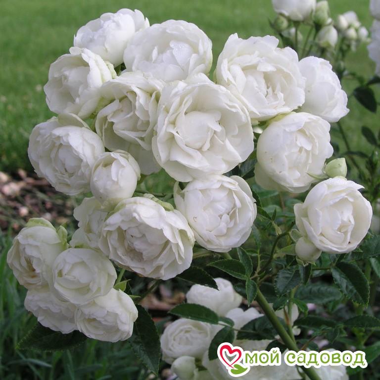 Роза полиантовая Морздаг Уайт (Morsdag White)