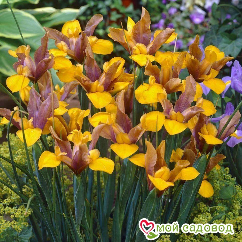 ИРИС ГОЛЛАНДСКИЙ БРОНЗ