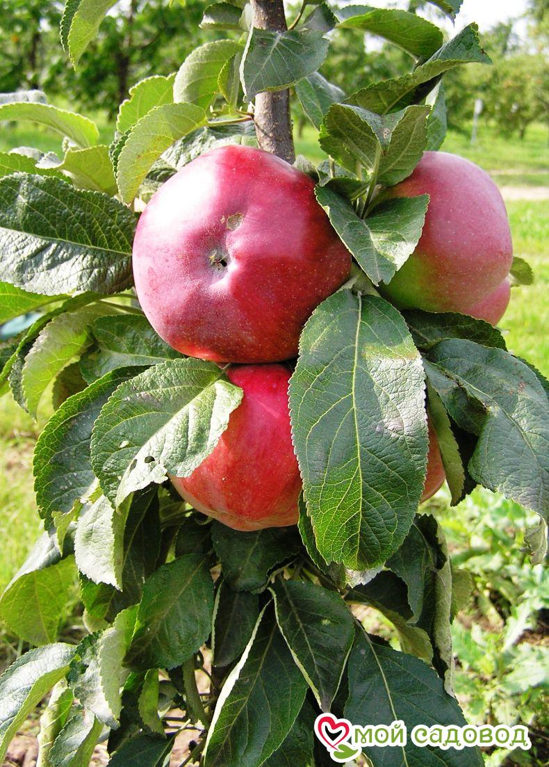 Яблоня колоновидная Останкино