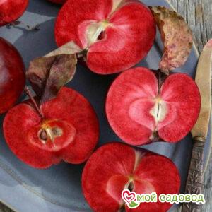 Яблоня Буди Блугман